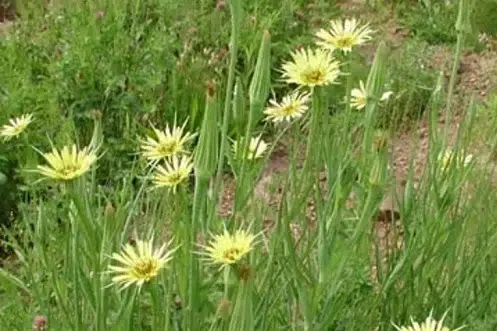 Yellow Salsify, one of the yellow flowered weeds.