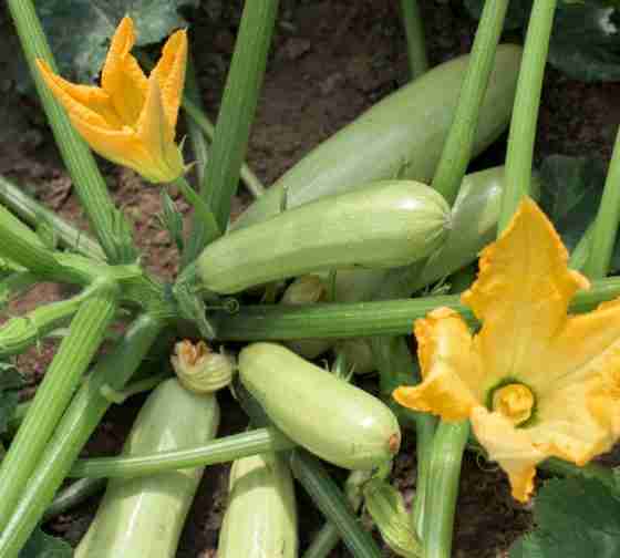 healthy zucchini plants 