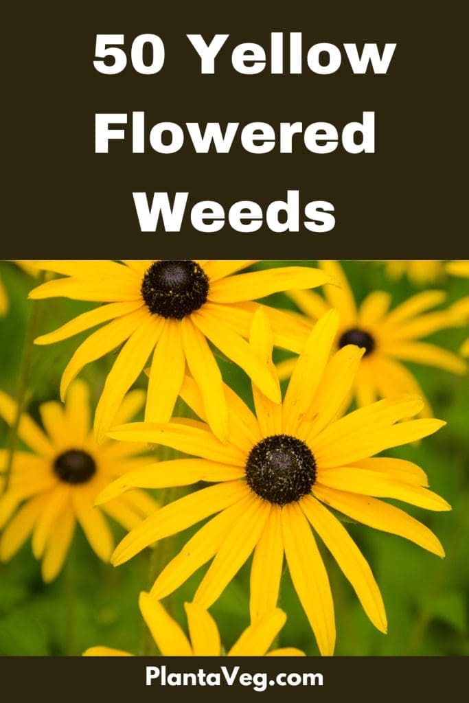 yellow flowered weeds
