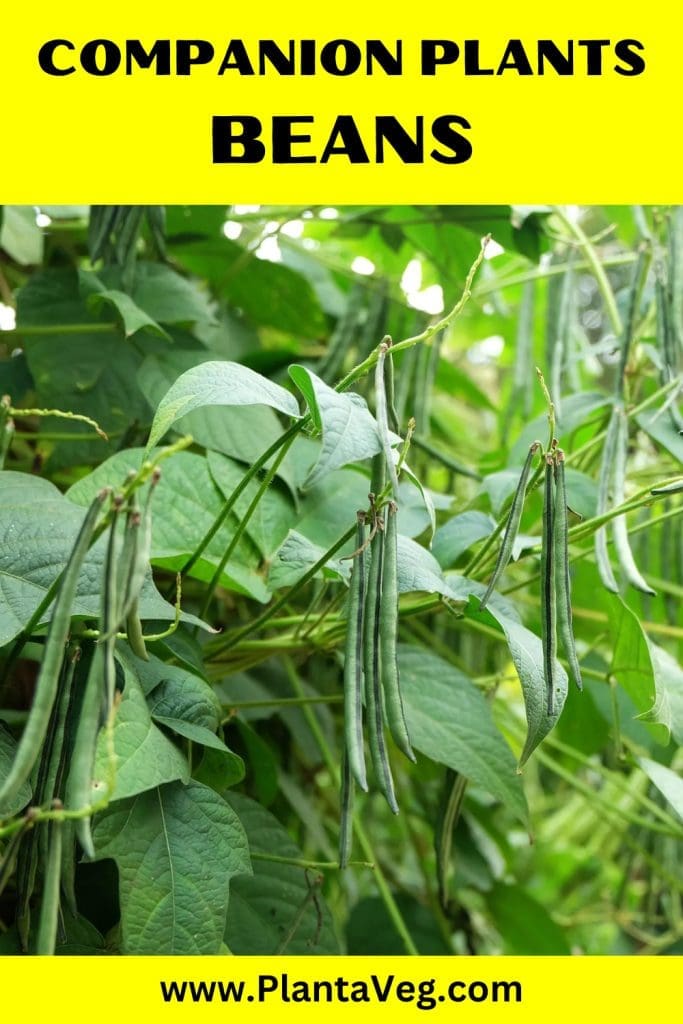 bean companion plants