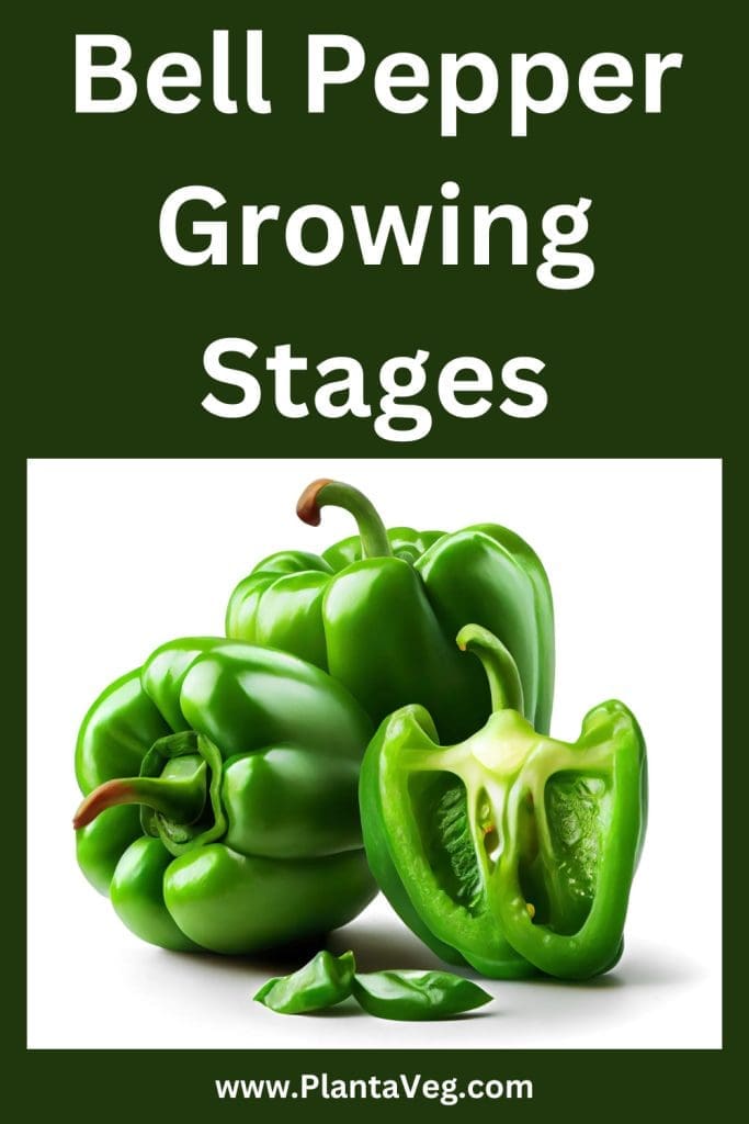 bell pepper growing stages