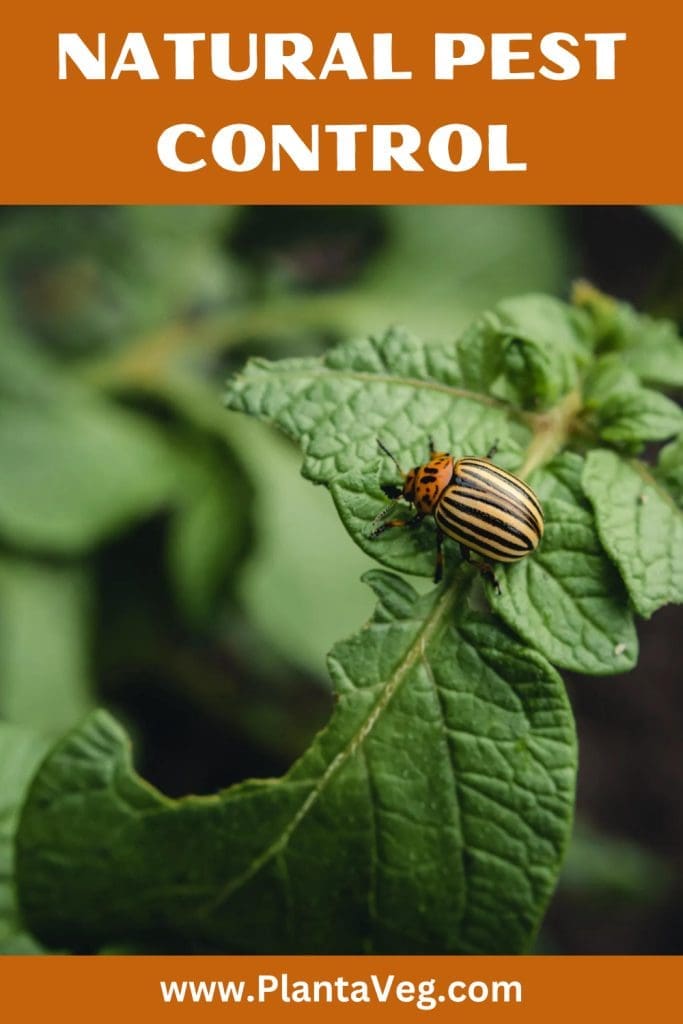 natural garden pest control