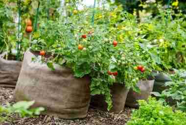 tomato grow bags