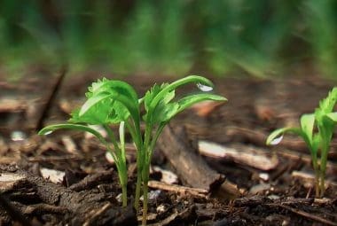 cilantro (coriander) in a back to eden garden