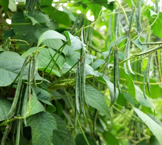 string bean companion plants