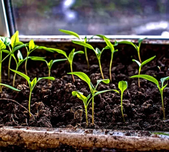 germinating bell peppers