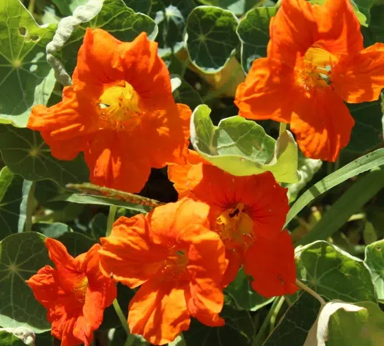 nasturtiums good bean companion plant