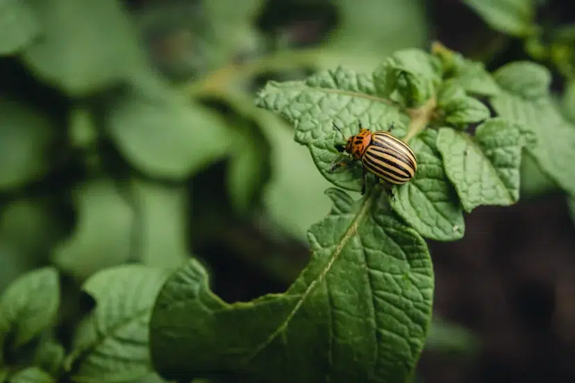 natural garden pest control - Colorado potato beetle eats potato leaves