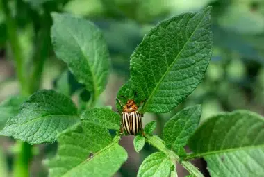 potato plant leaves