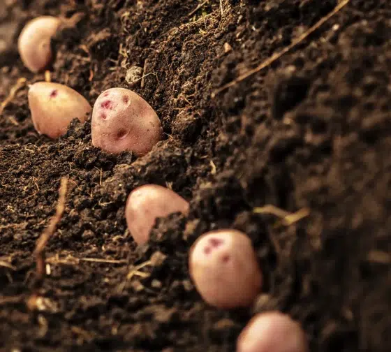 What does a potato plant look like ready for harvesting?