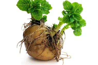 What does a potato plant look like?