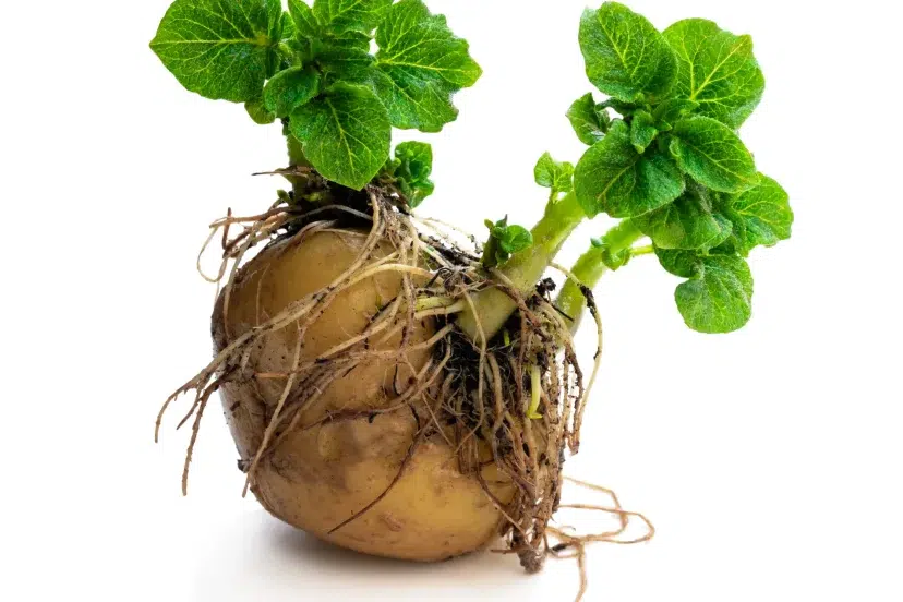 What does a potato plant look like?