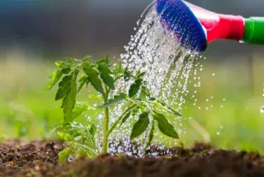 over watered tomato plant
