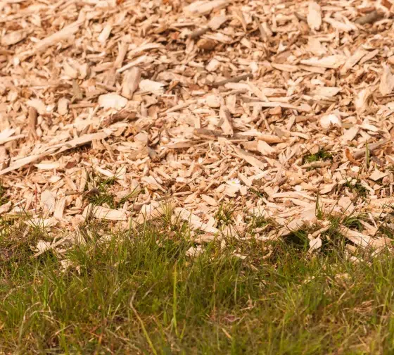 apply wood chip in back to eden gardening