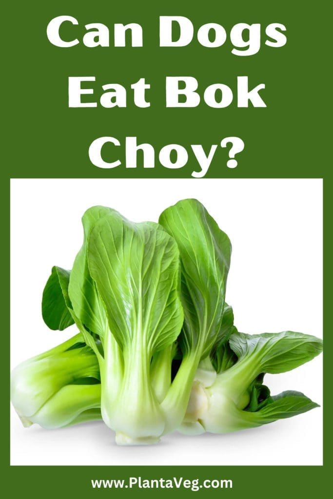 can dogs eat bok choy