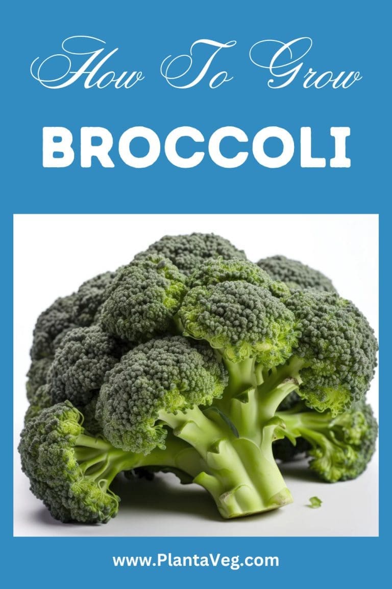 How To Grow Broccoli: Nutritious & Delicious! | Plant A Veg