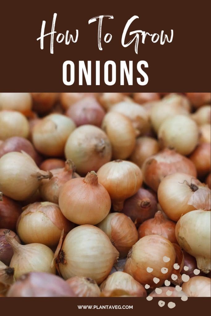 how to grow onions