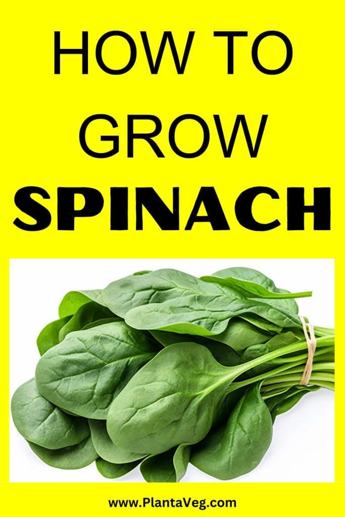 how to grow spinach