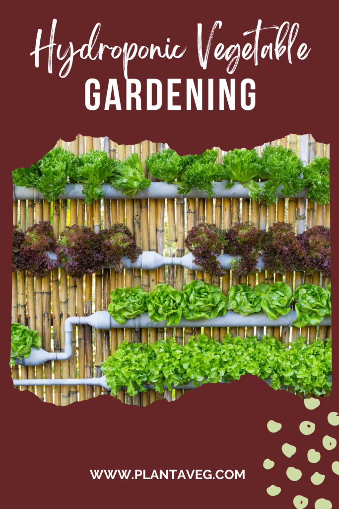 hydroponic vegetable gardening