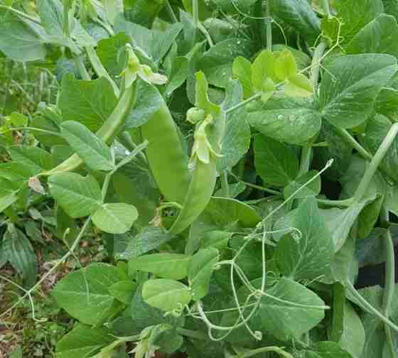 snow peas