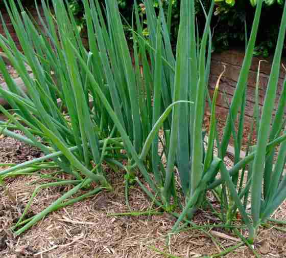 green onions