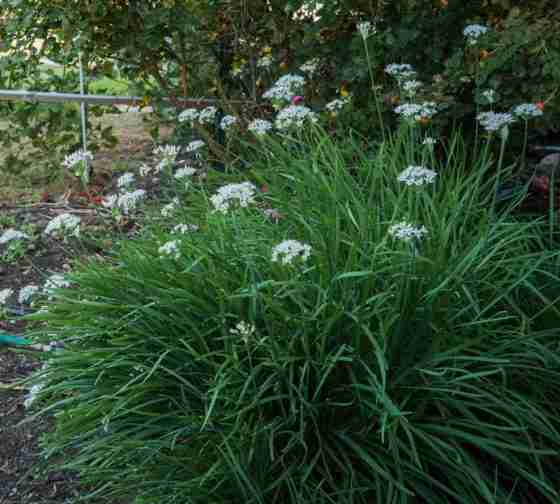 chinese garlic chives