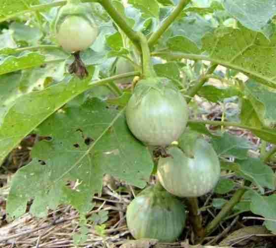 thai eggplant