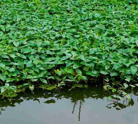 water spinach