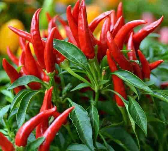 thai hot chili peppers