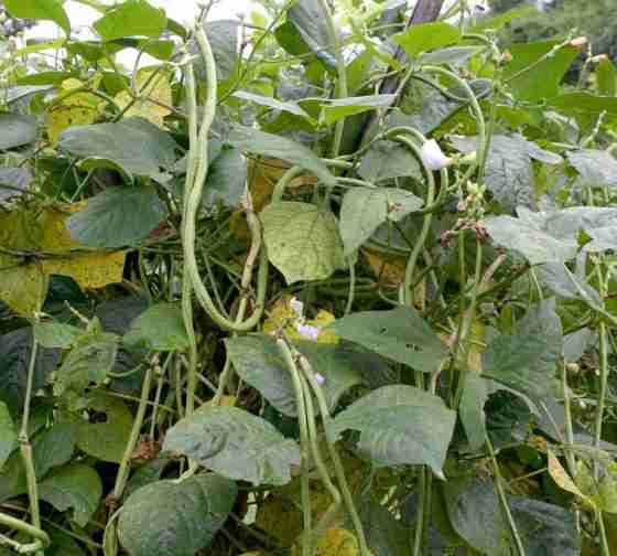 yard long beans