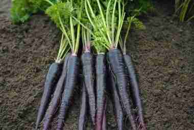 black carrot