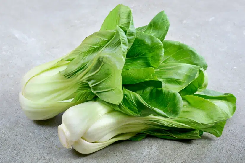 can dogs eat bok choy?