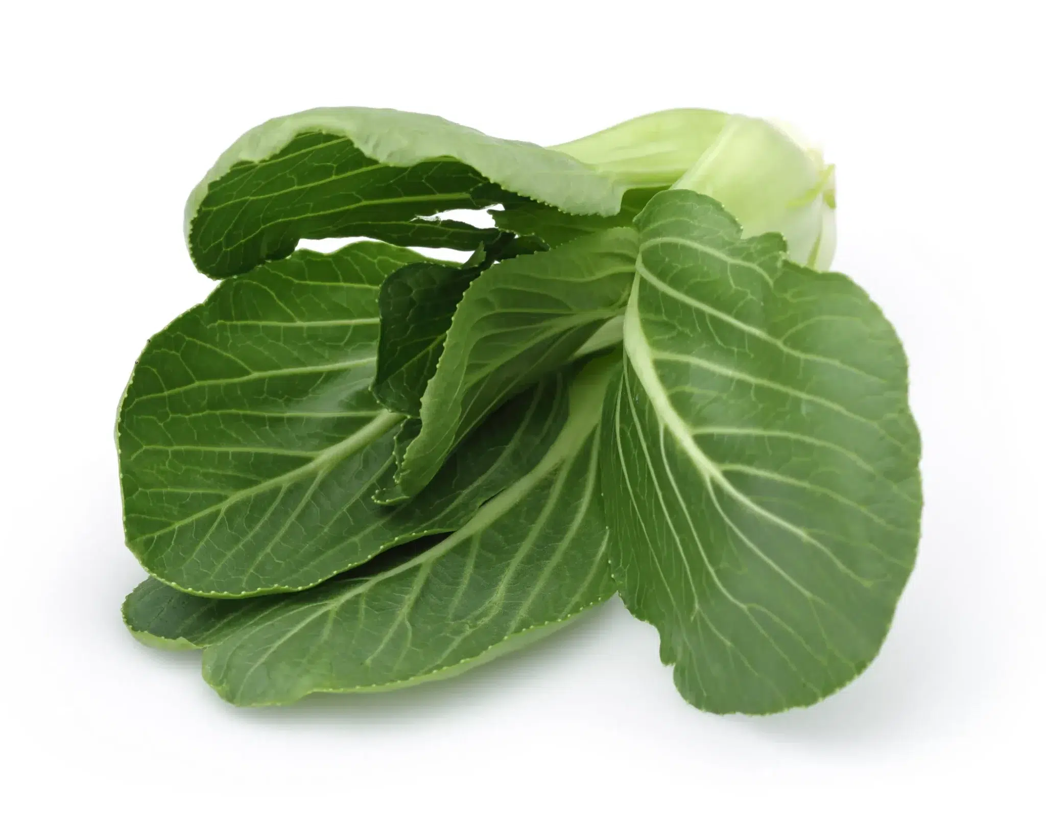 can dogs eat bok choy?