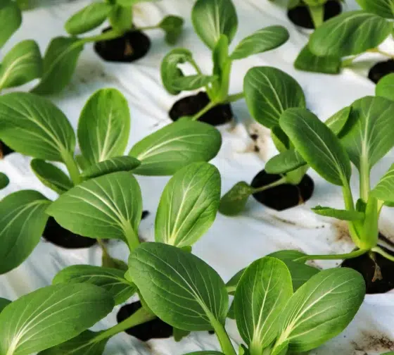 young bok choy plants
