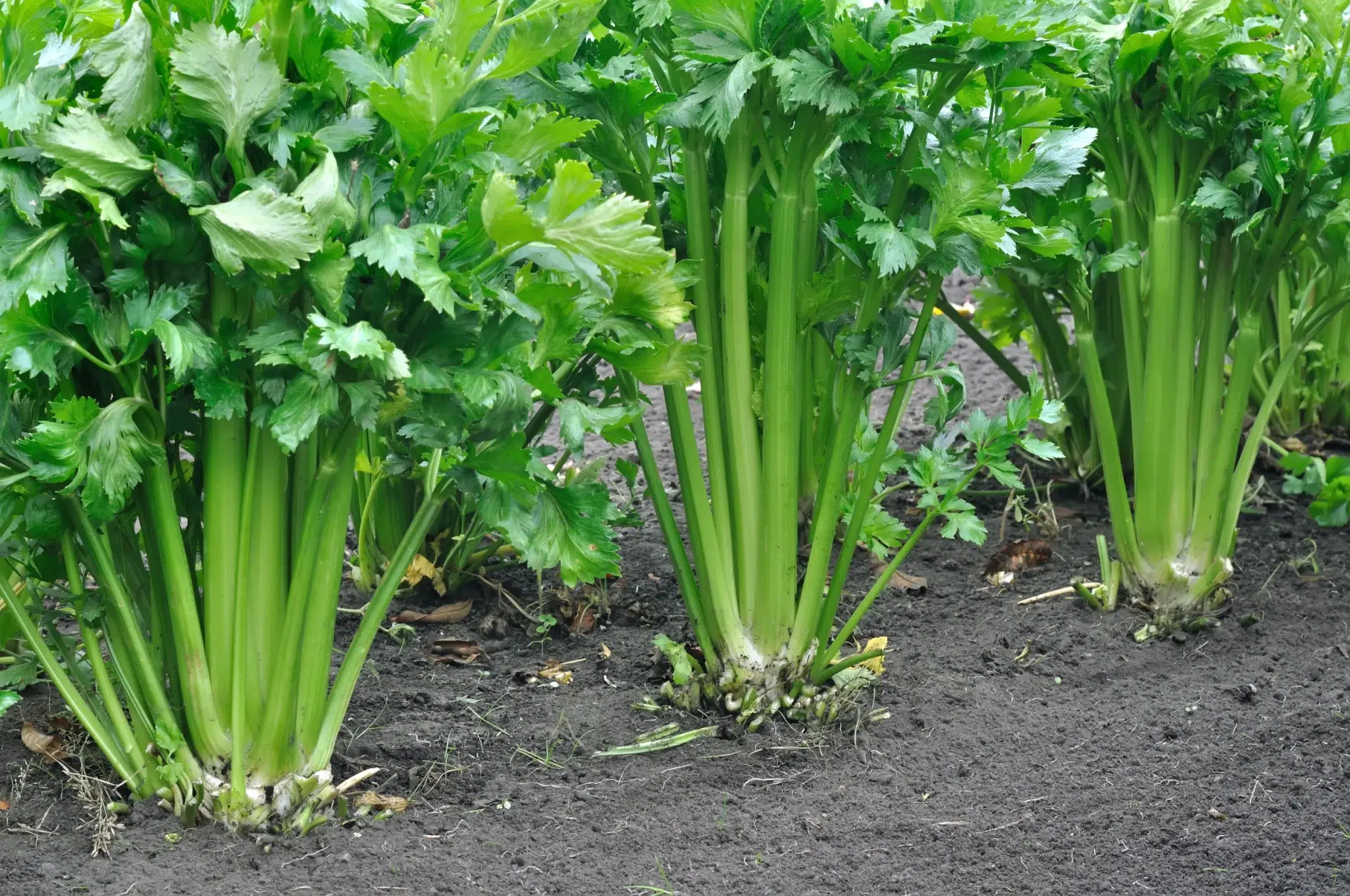How To Grow Celery A Complete Guide Plant A Veg