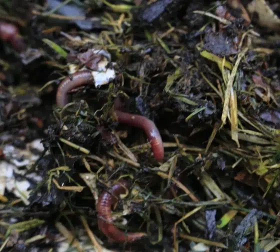 composting red wriggler worms