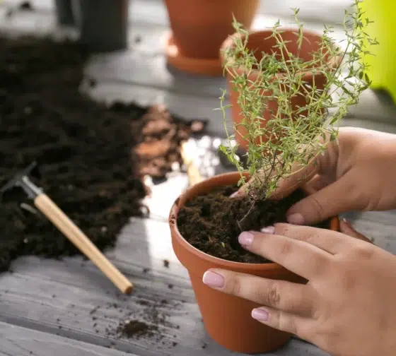 repotting container gardening