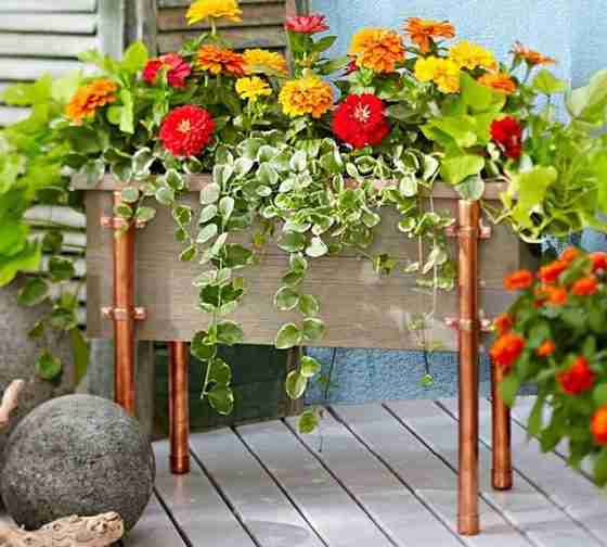 thumbelina zinnia
