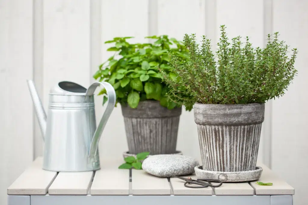 thyme, basil, container herb pots