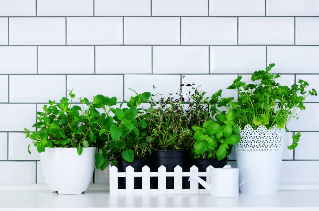 mint, thyme, basil, parsley
