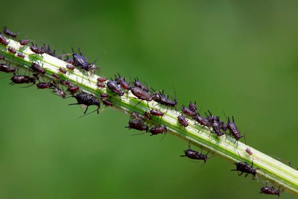 aphids on the move
