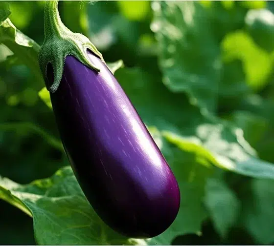 how to grow eggplant