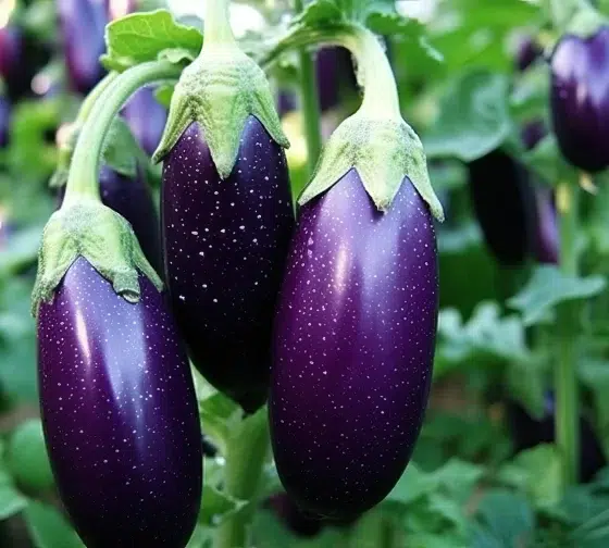 growing healthy eggplant 