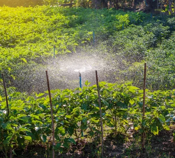 watering eggplant for growth