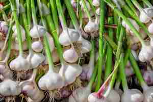 one of the 15 best root vegetables - garlic