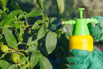 homemade insecticidal soap