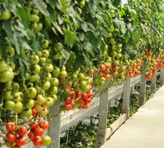 hydroponic vegetable gardening - tomatoes