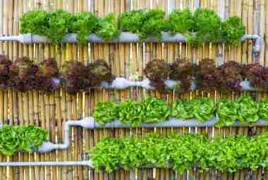 hydroponic vegetable gardening