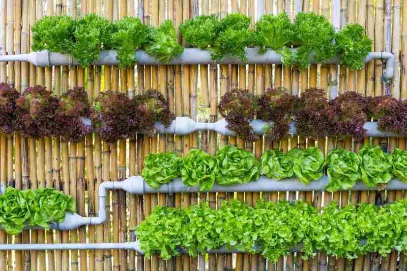hydroponic vegetable gardening