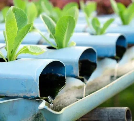 hydroponics vegetable farm